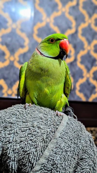 raw parrot pair