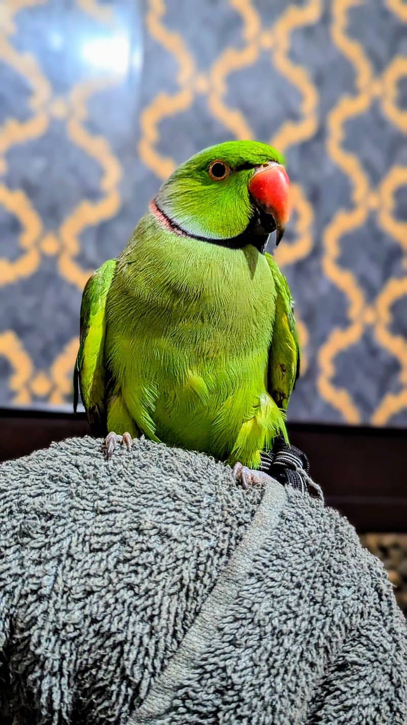 raw parrot pair 0