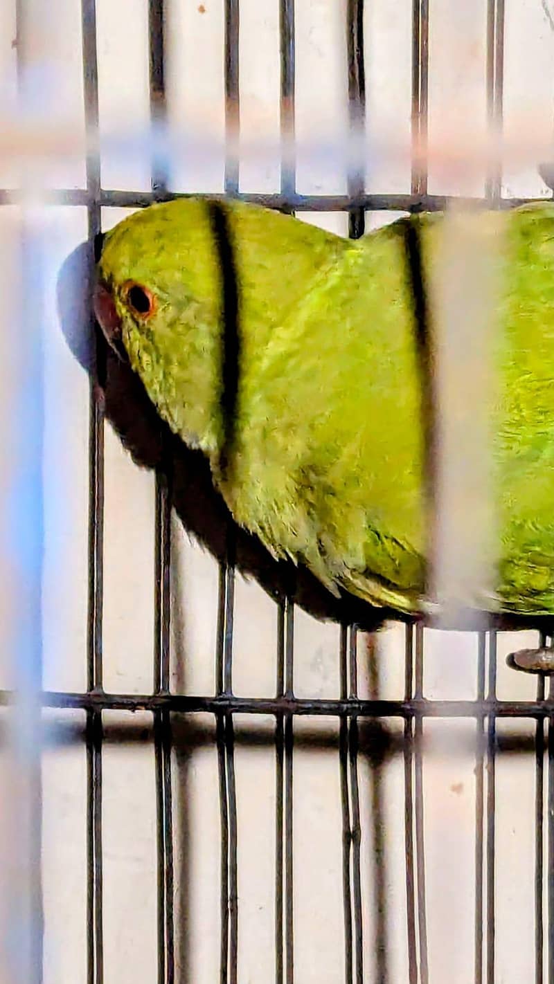 raw parrot pair 1
