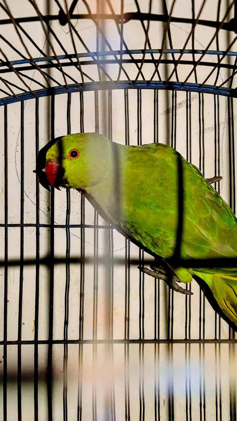raw parrot pair 2