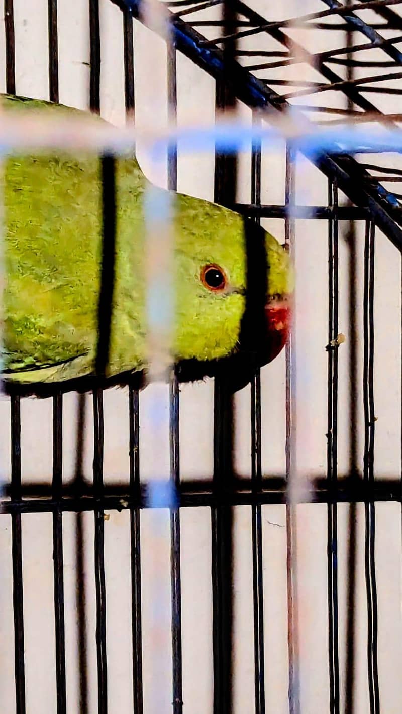raw parrot pair 3