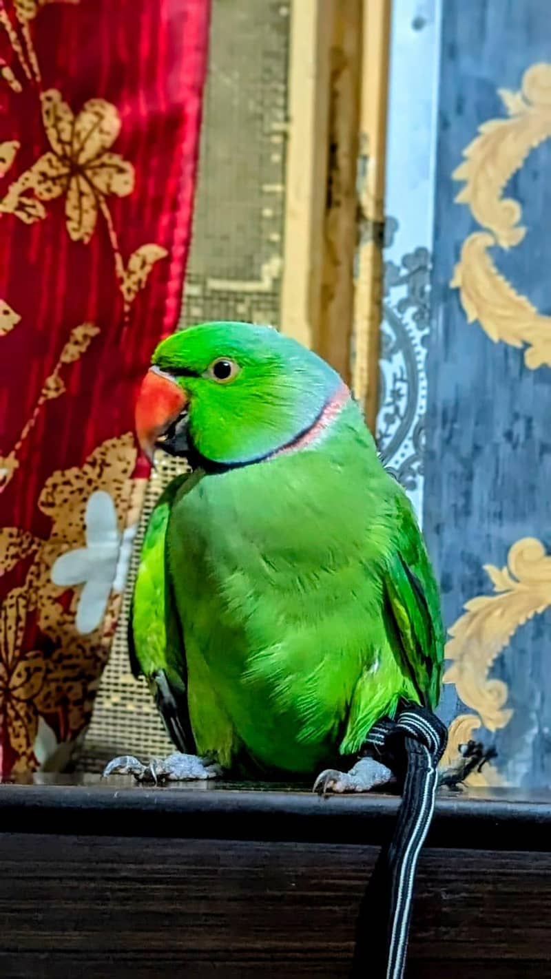 raw parrot pair 4