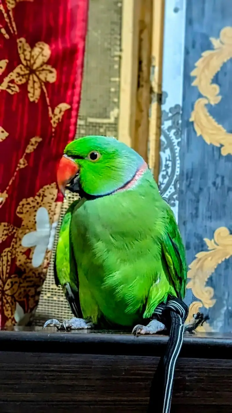 raw parrot pair — photo 5