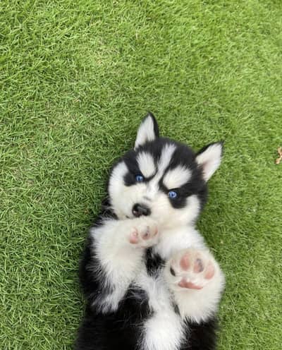 Siberian husky puppies
