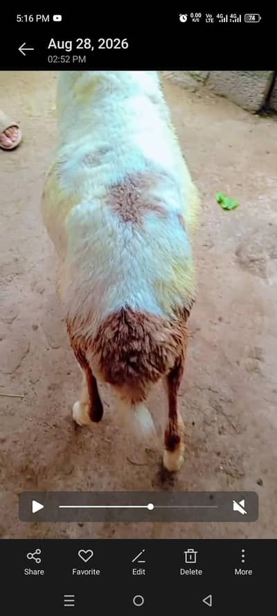 beautiful kajla for sale