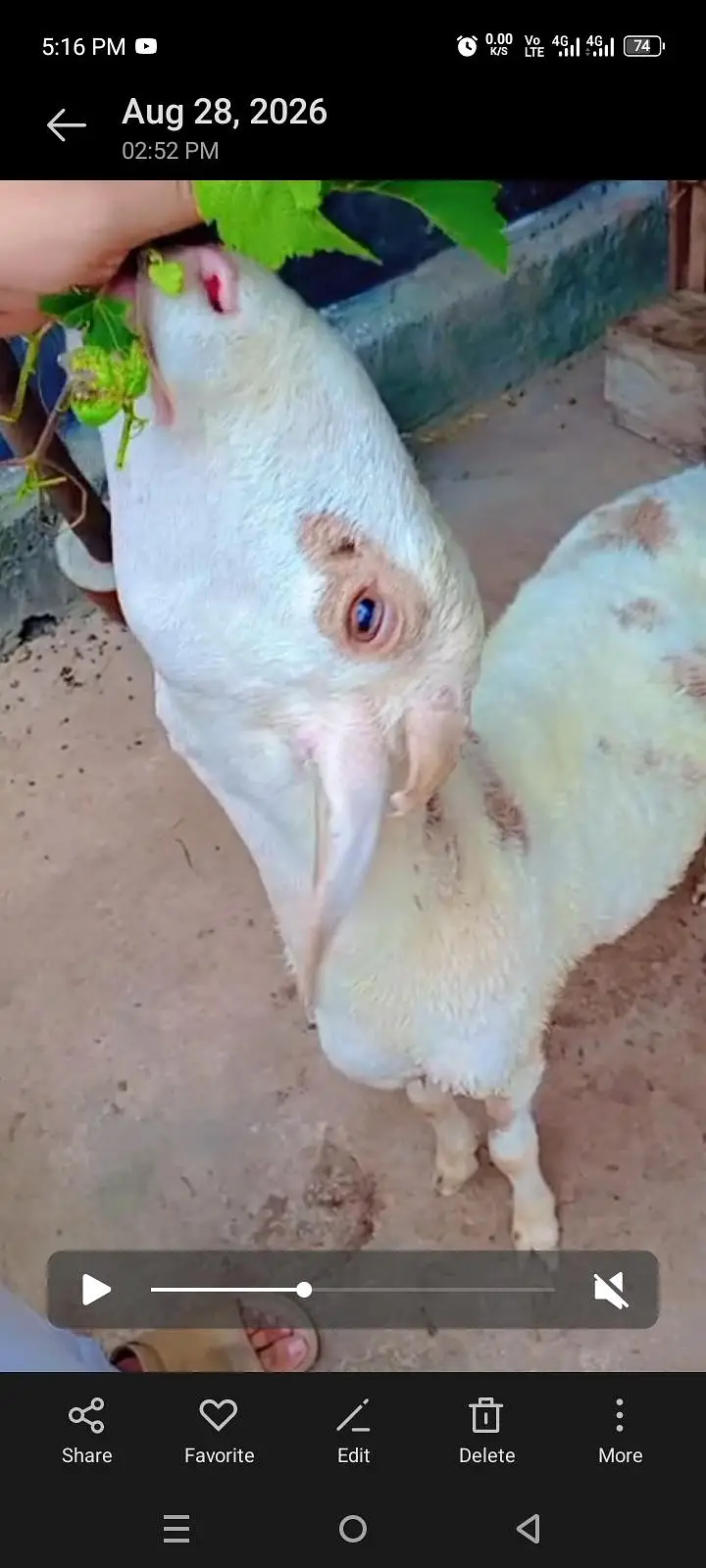 beautiful dhumba for sale — photo 3