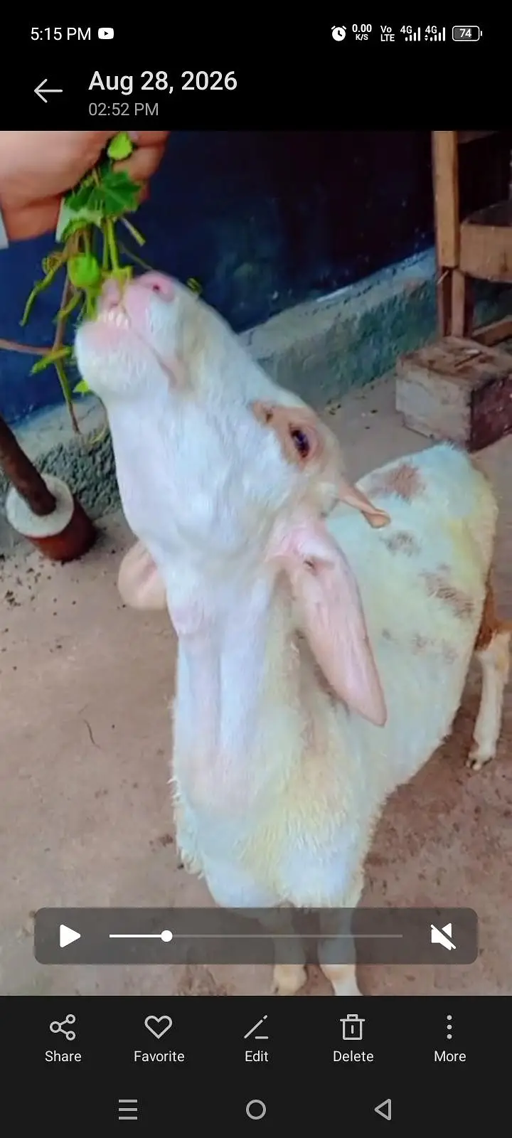 beautiful dhumba for sale — photo 4
