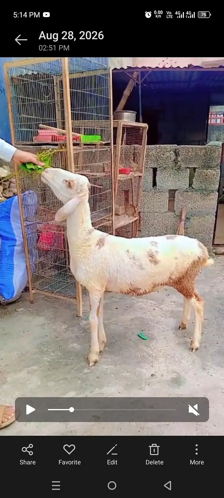 beautiful dhumba for sale — photo 7