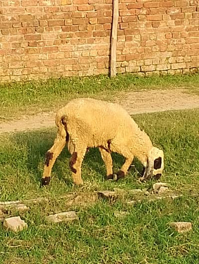 6 male sheep 8 adad female sheep