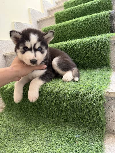 Siberian huskey babes