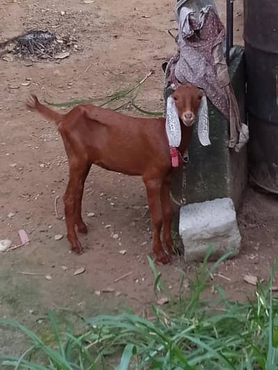 urgent sale