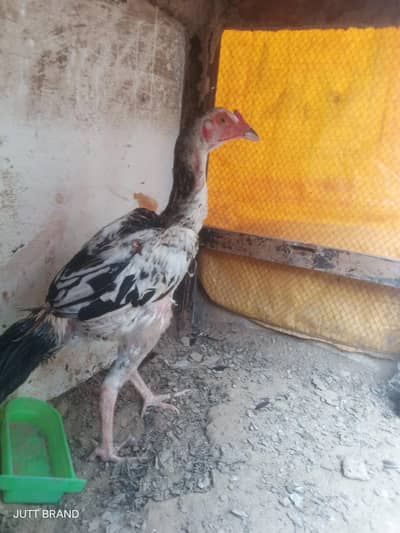 ASEEL JAWA HIGH QUALITY