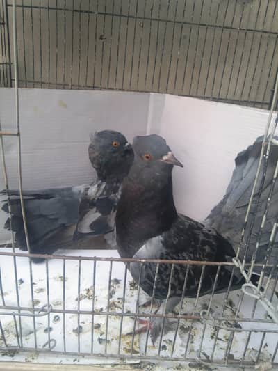 laka kabuter pair