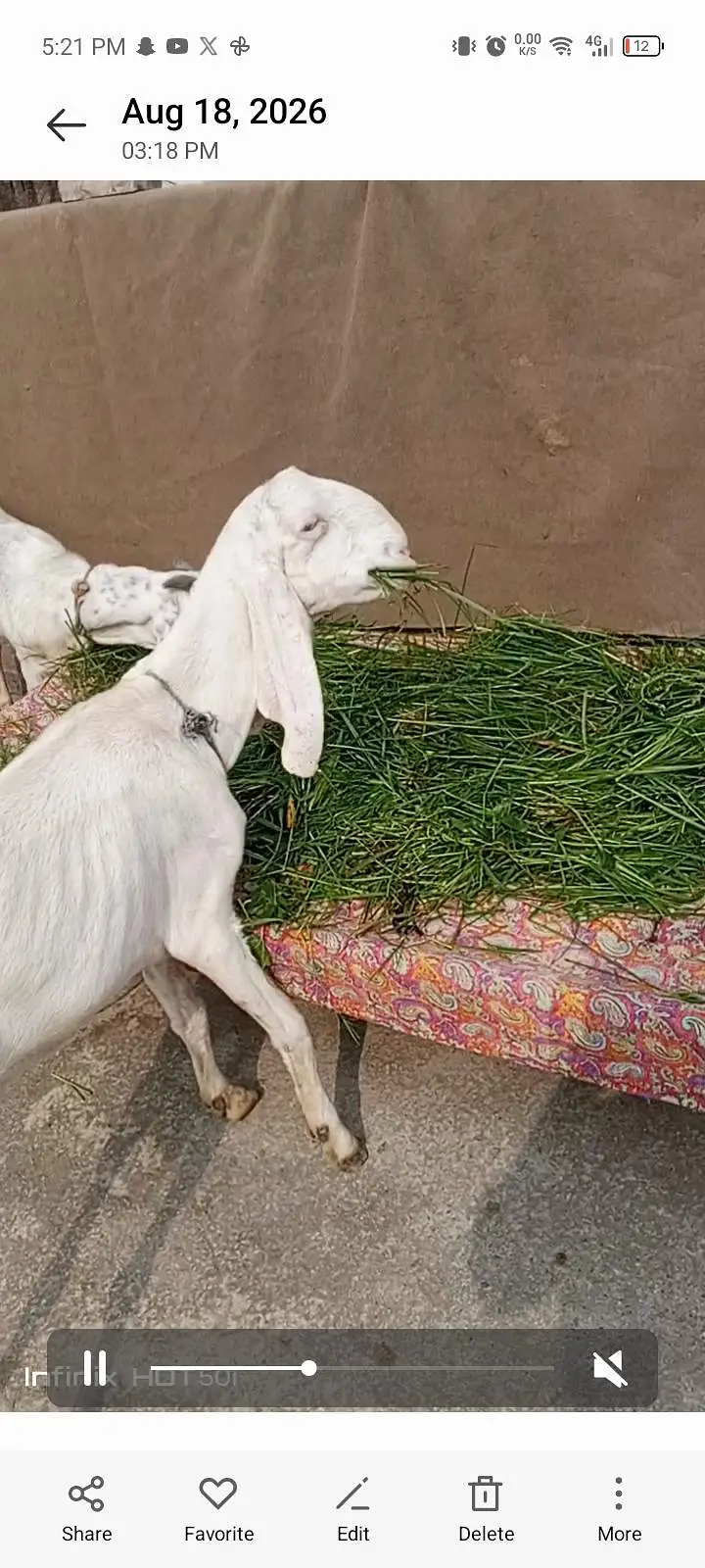 3female ha — photo 3