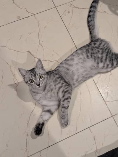 Cat Female 9months