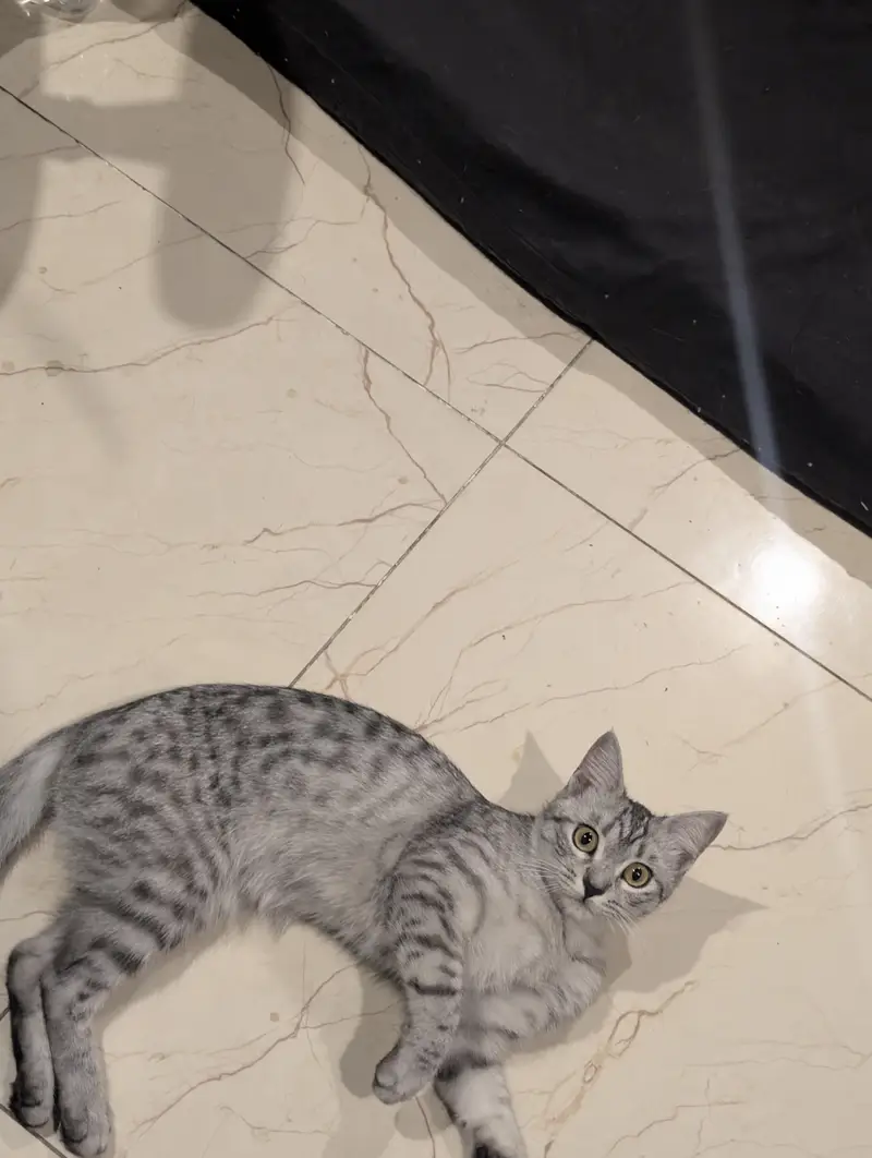 Cat Female 9months — photo 2