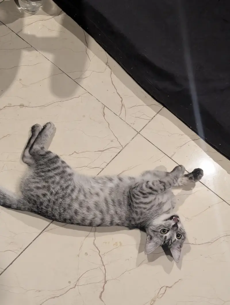 Cat Female 9months — photo 4