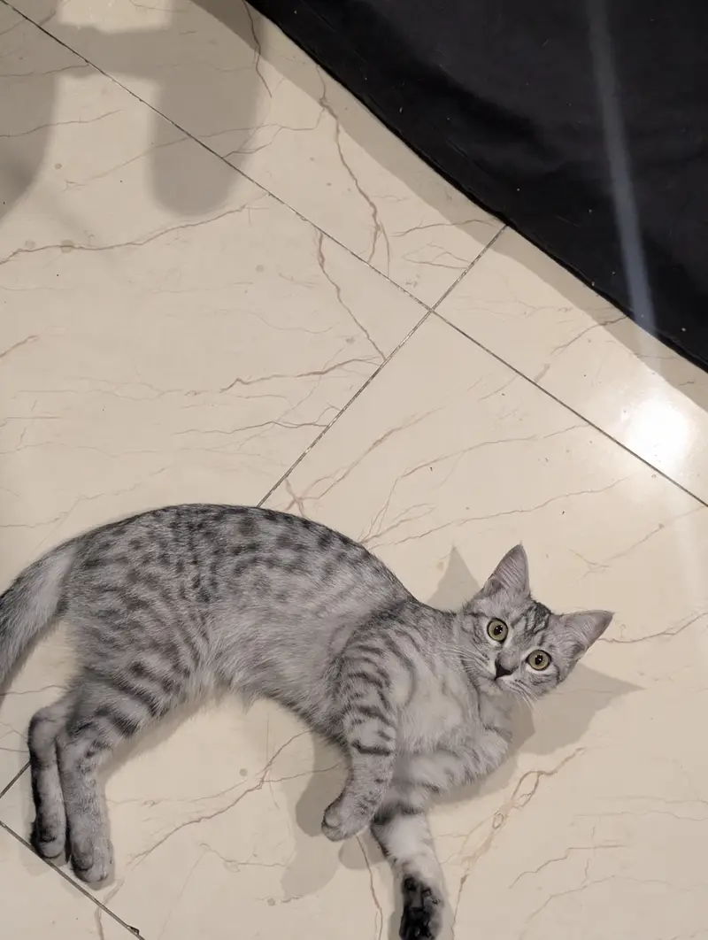 Cat Female 9months — photo 6
