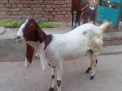 Sindhi Ghulab Bakri