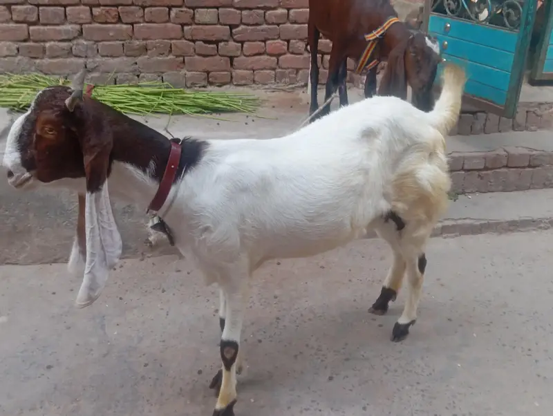 Sindhi Ghulab Bakri — photo 2