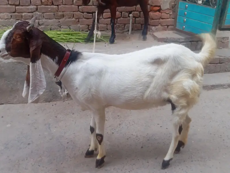 Sindhi Ghulab Bakri — photo 3