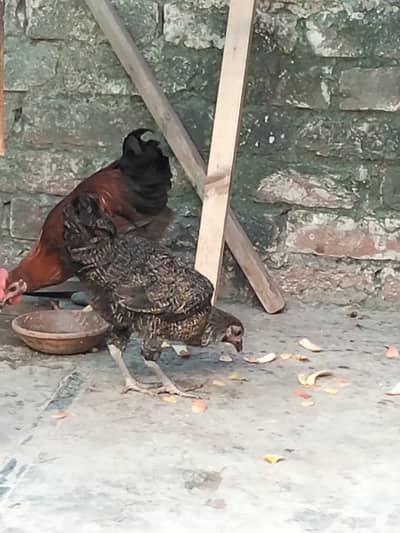 Golden cock misri hen