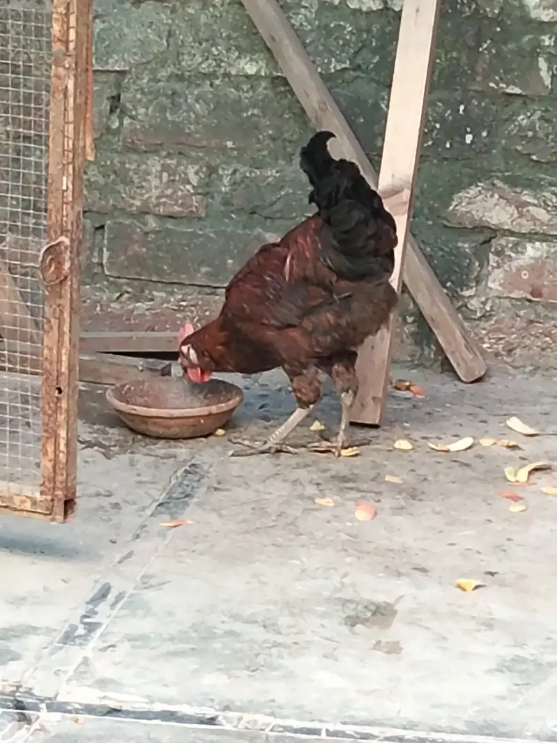 Golden cock misri hen — photo 2