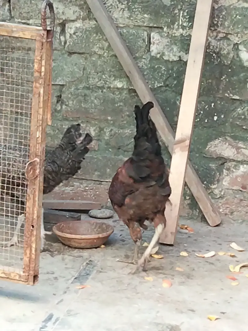 Golden cock misri hen — photo 3