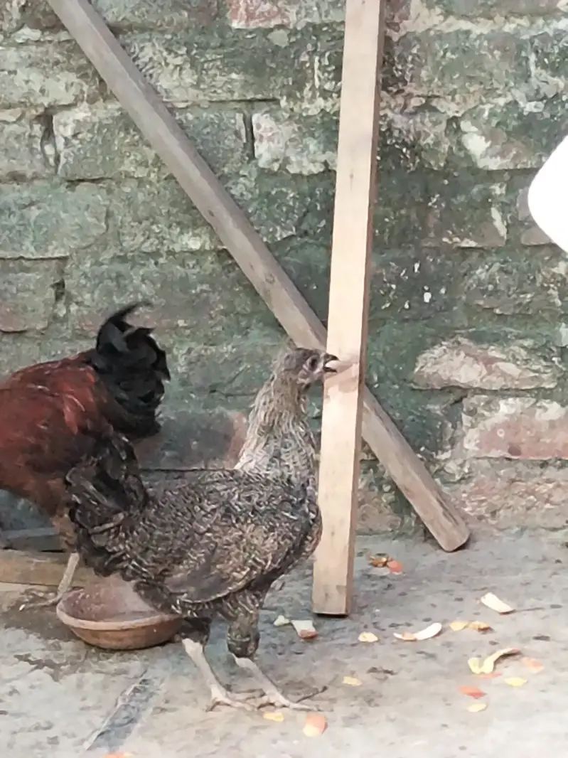 Golden cock misri hen — photo 4