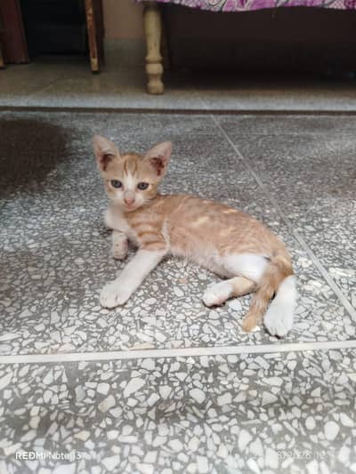 kitten available for adoption