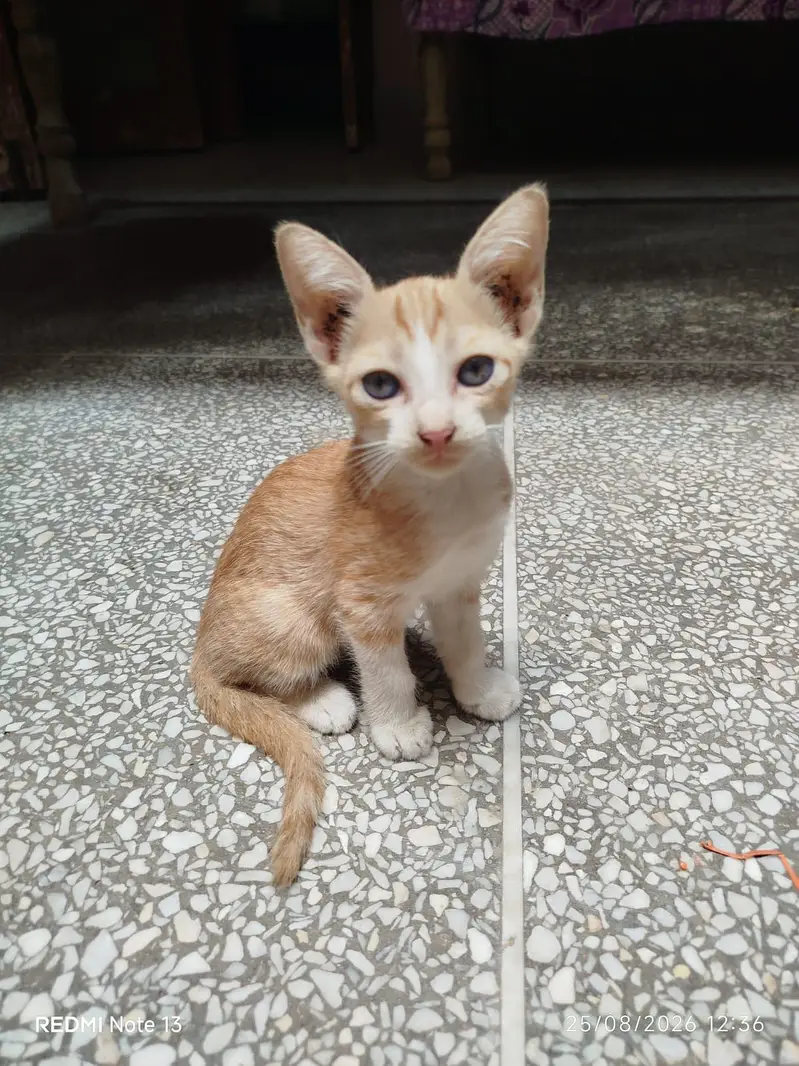 kitten available for adoption — photo 3