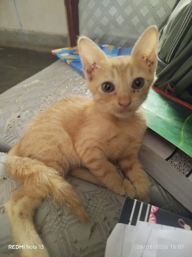 kitten available for adoption — photo 4