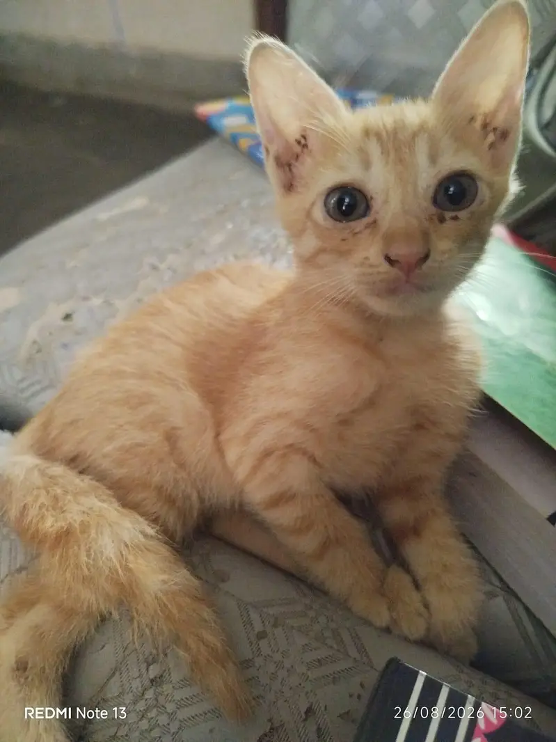 kitten available for adoption — photo 5