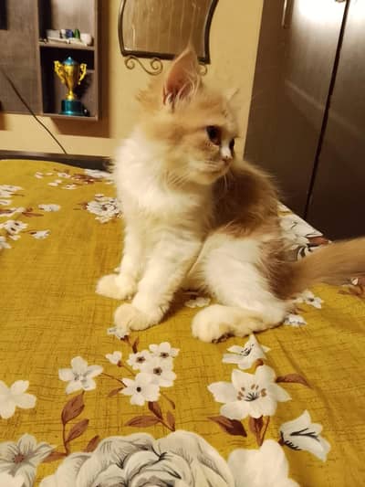 Calico kitten