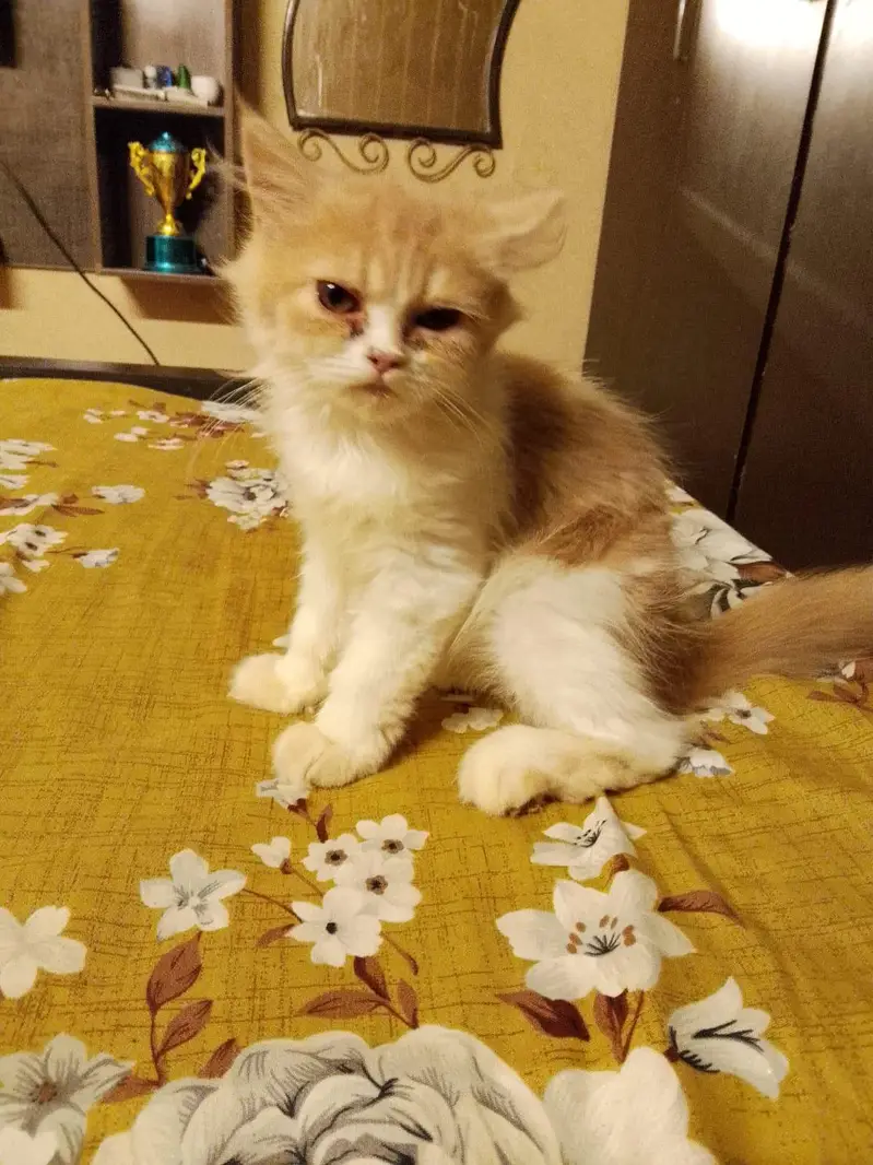 Calico kitten — photo 2