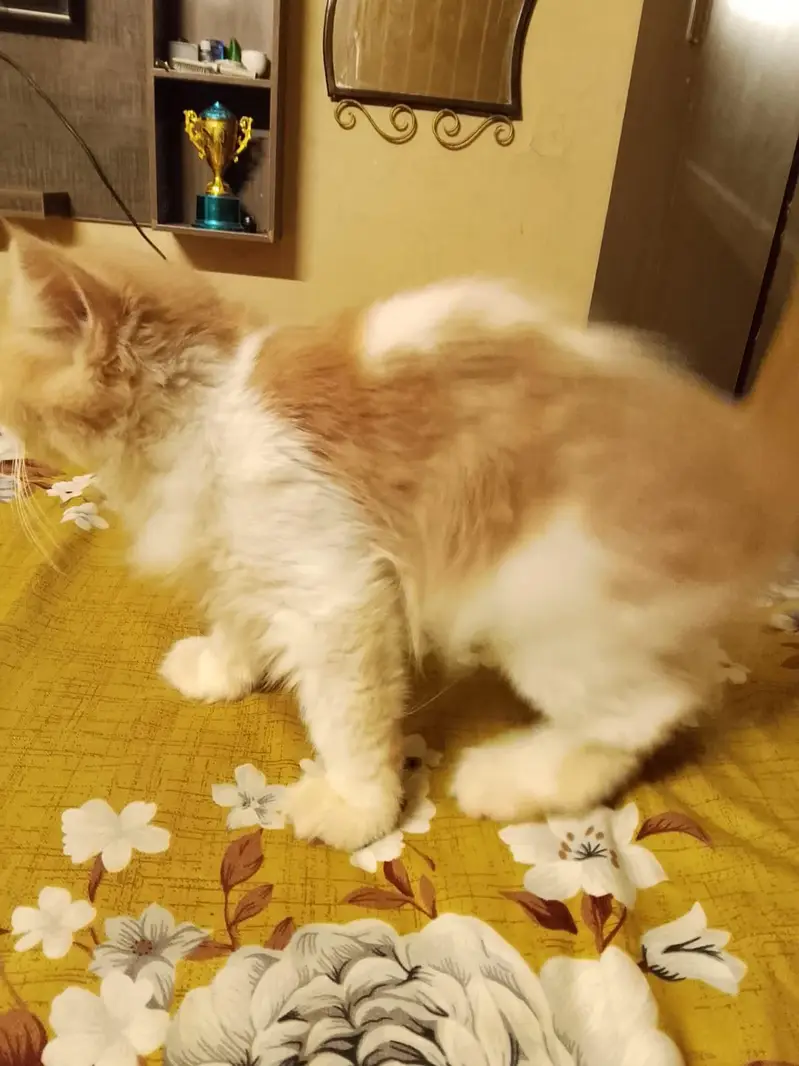 Calico kitten — photo 3