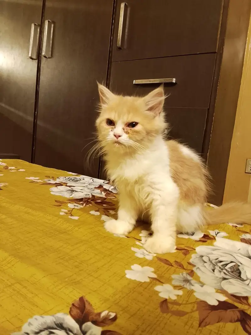 Calico kitten — photo 4