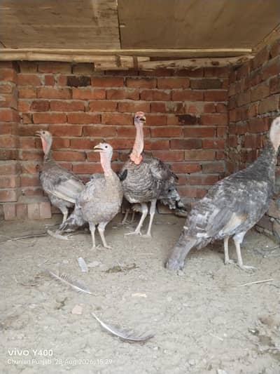 turkey