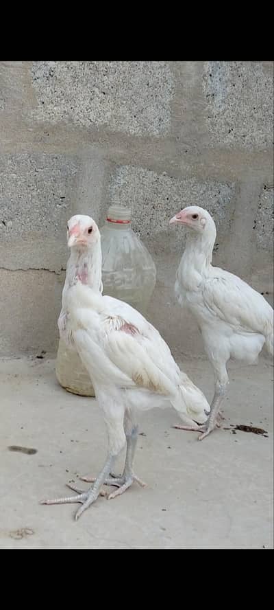 highiest quality pure heera chicks