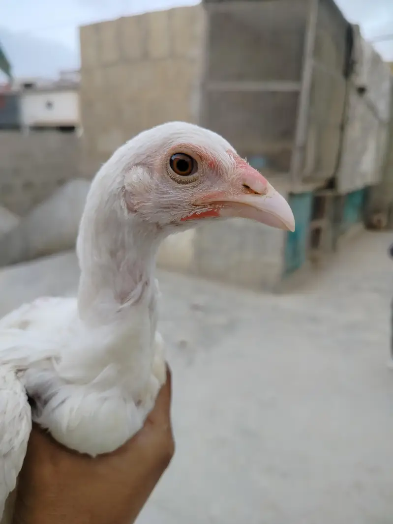 highiest quality pure heera chicks — photo 2