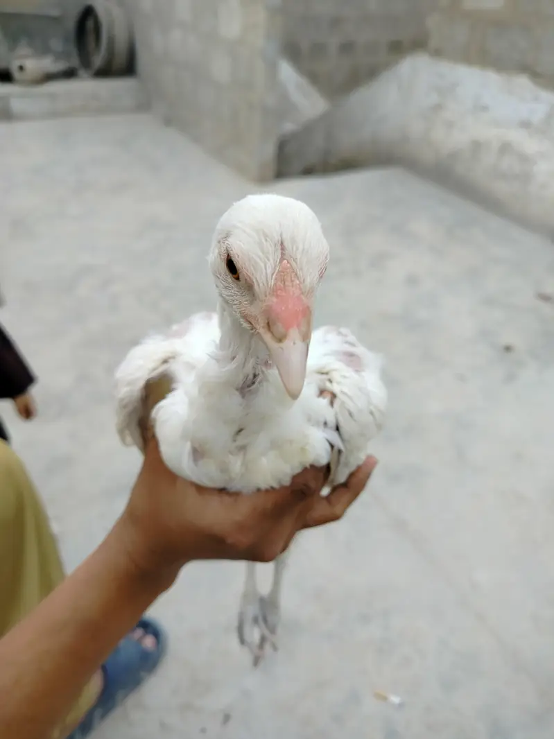 highiest quality pure heera chicks — photo 3