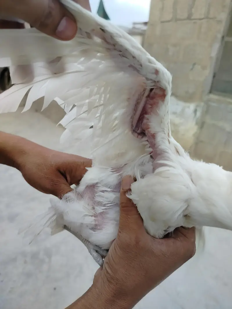highiest quality pure heera chicks — photo 4