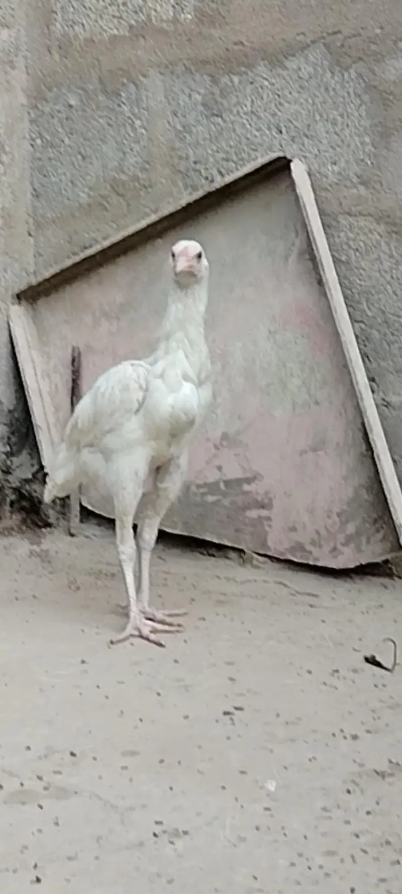 highiest quality pure heera chicks — photo 5