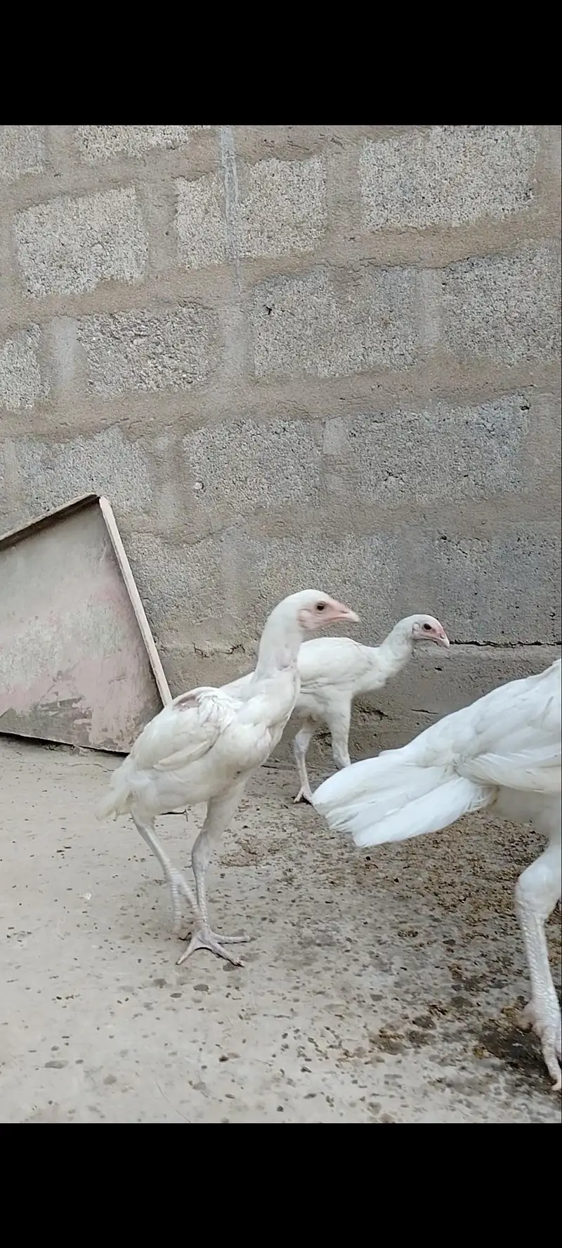highiest quality pure heera chicks — photo 6