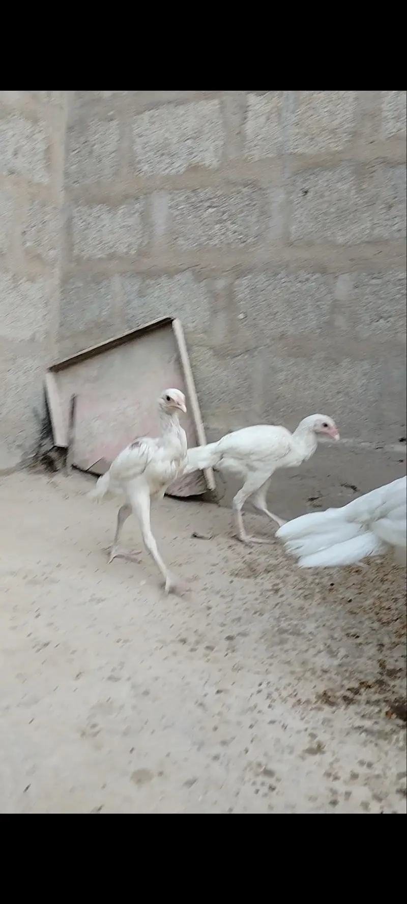 highiest quality pure heera chicks — photo 7