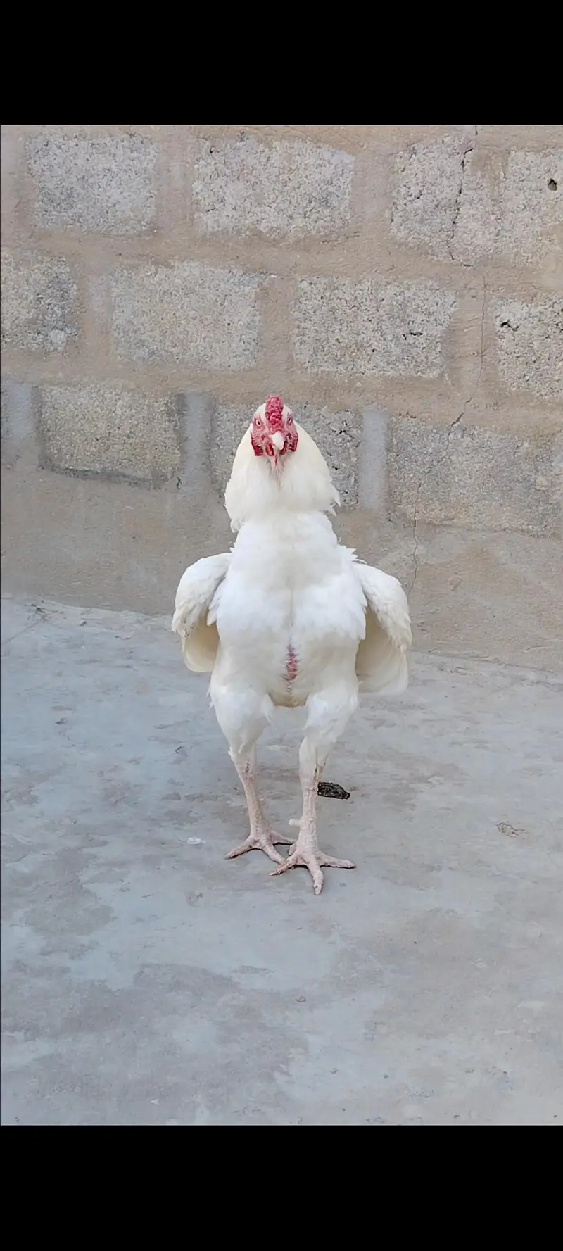 highiest quality pure heera chicks — photo 8