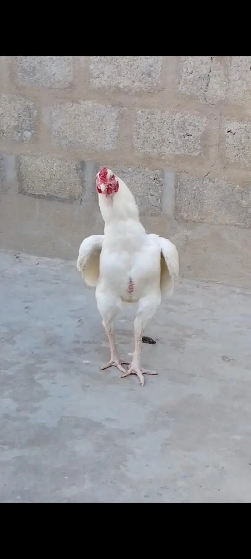 highiest quality pure heera chicks — photo 9