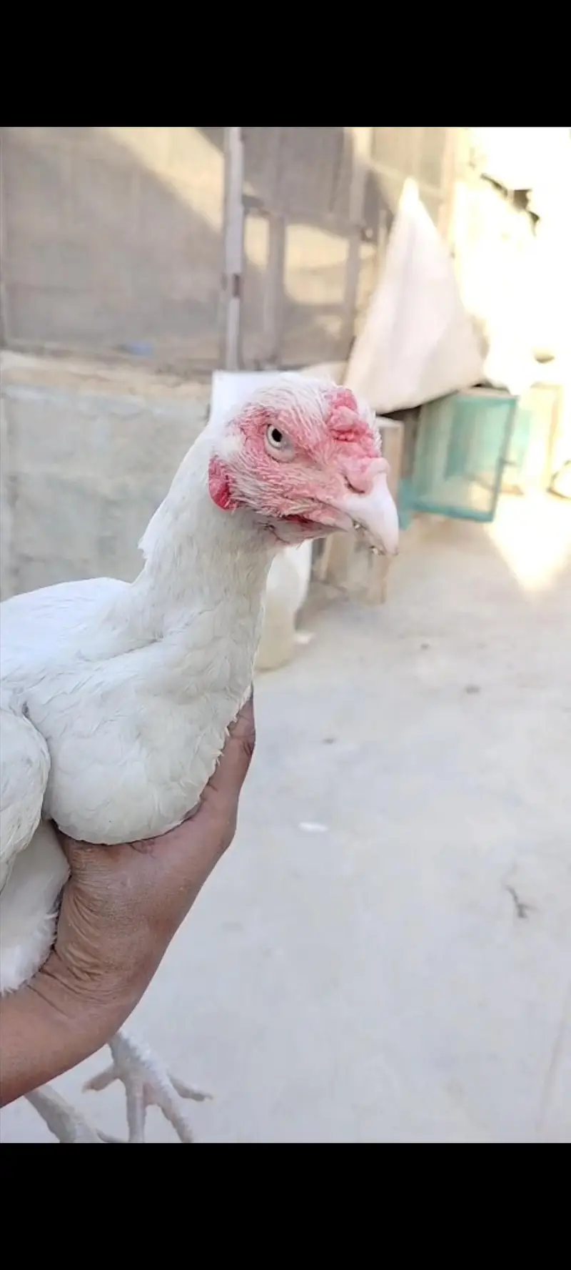 highiest quality pure heera chicks — photo 10