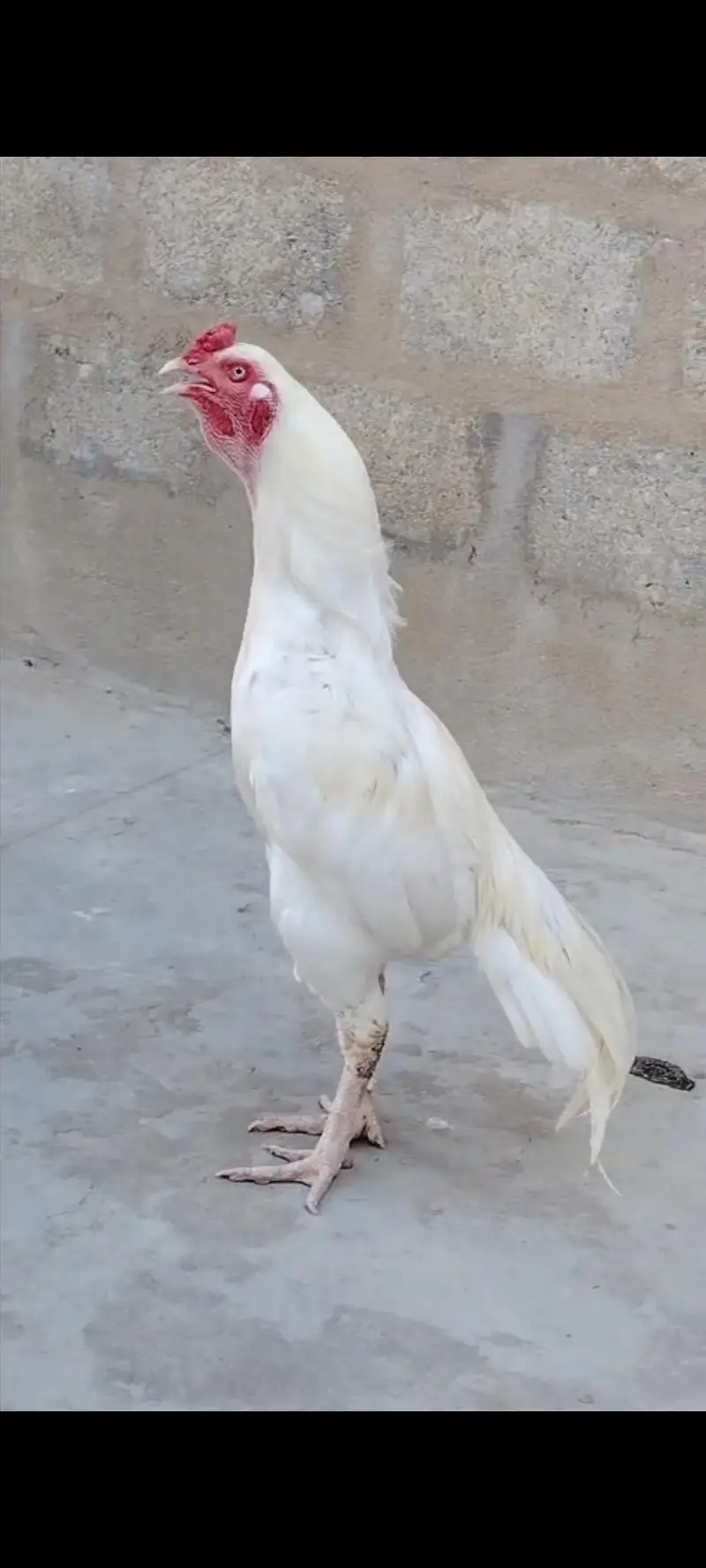 highiest quality pure heera chicks — photo 11