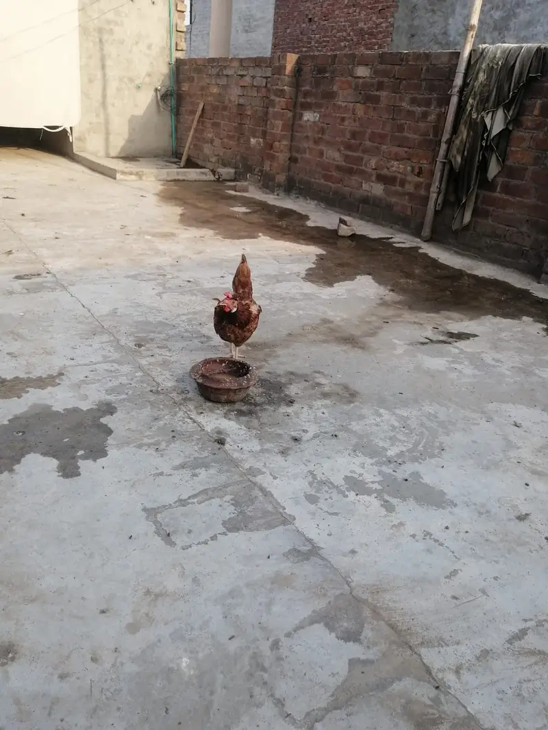 desi hens for sale — photo 2